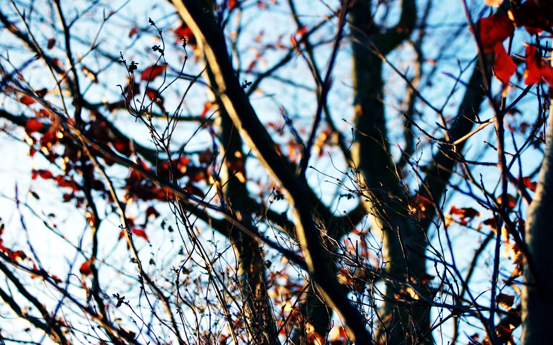 automne arbre ciel dernières feuilles branches journée ensoleillée