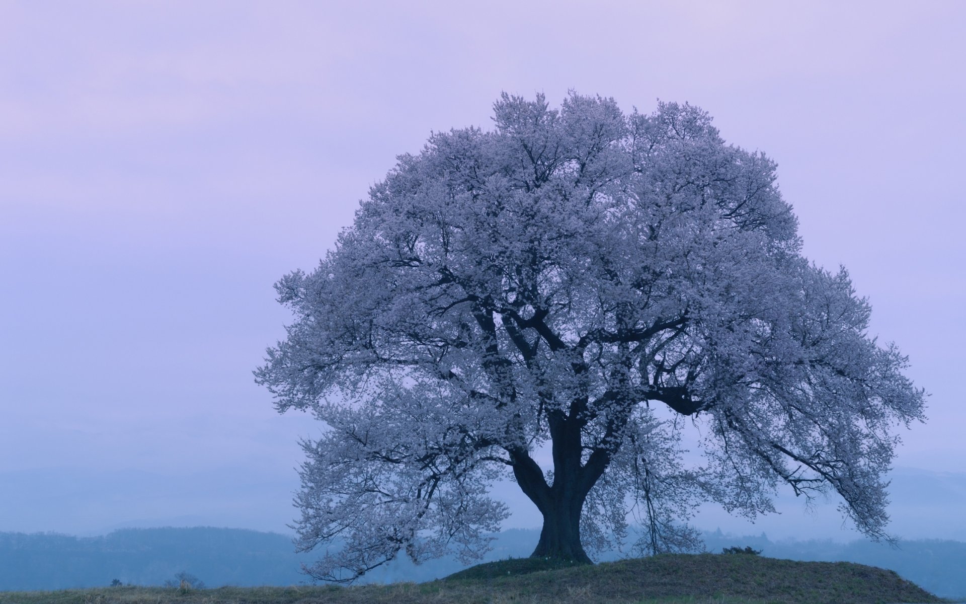 giappone sakura fiori di ciliegio primavera sera fiori di ciliegio primavera