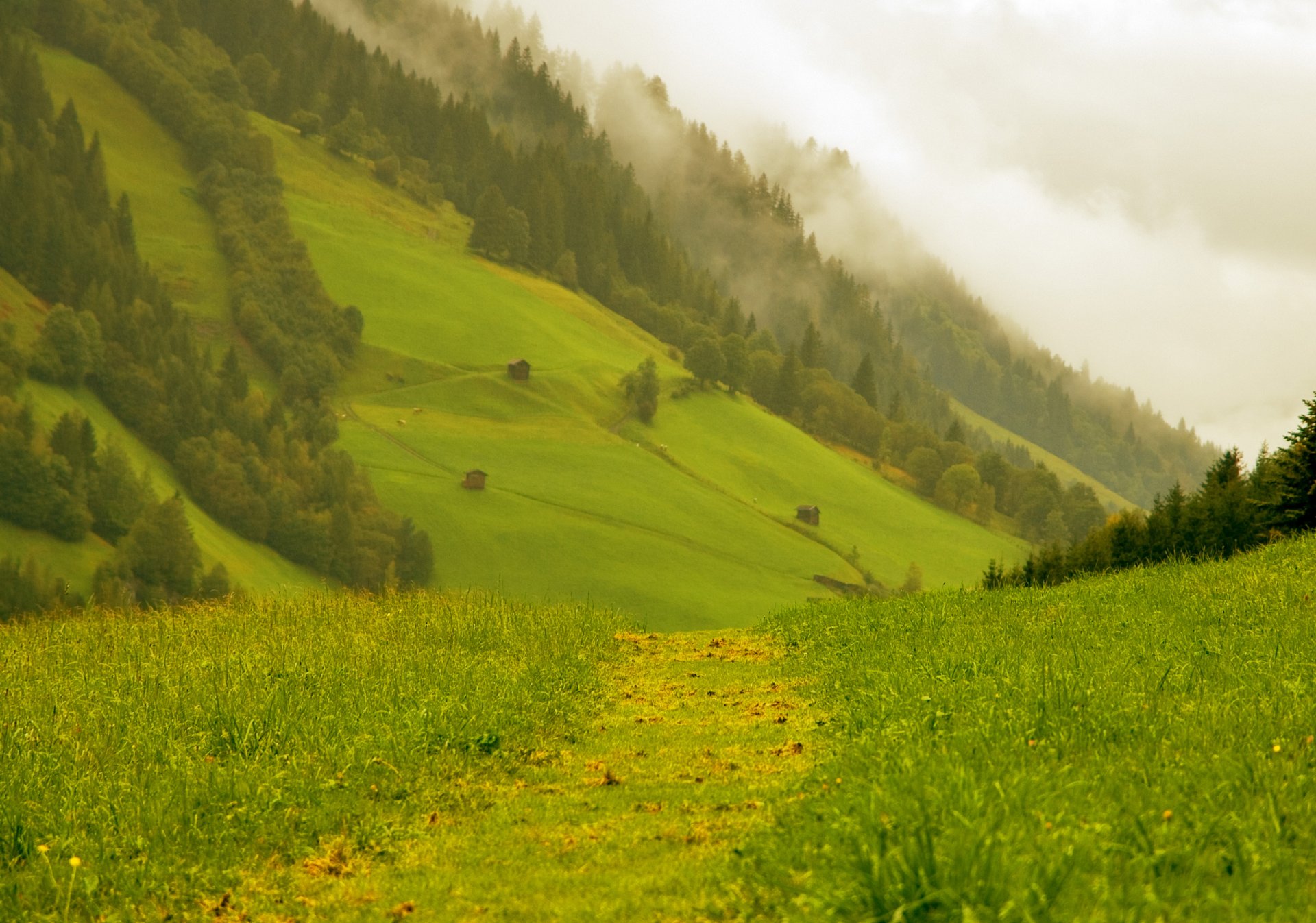 natur berge alpen wald straße grün