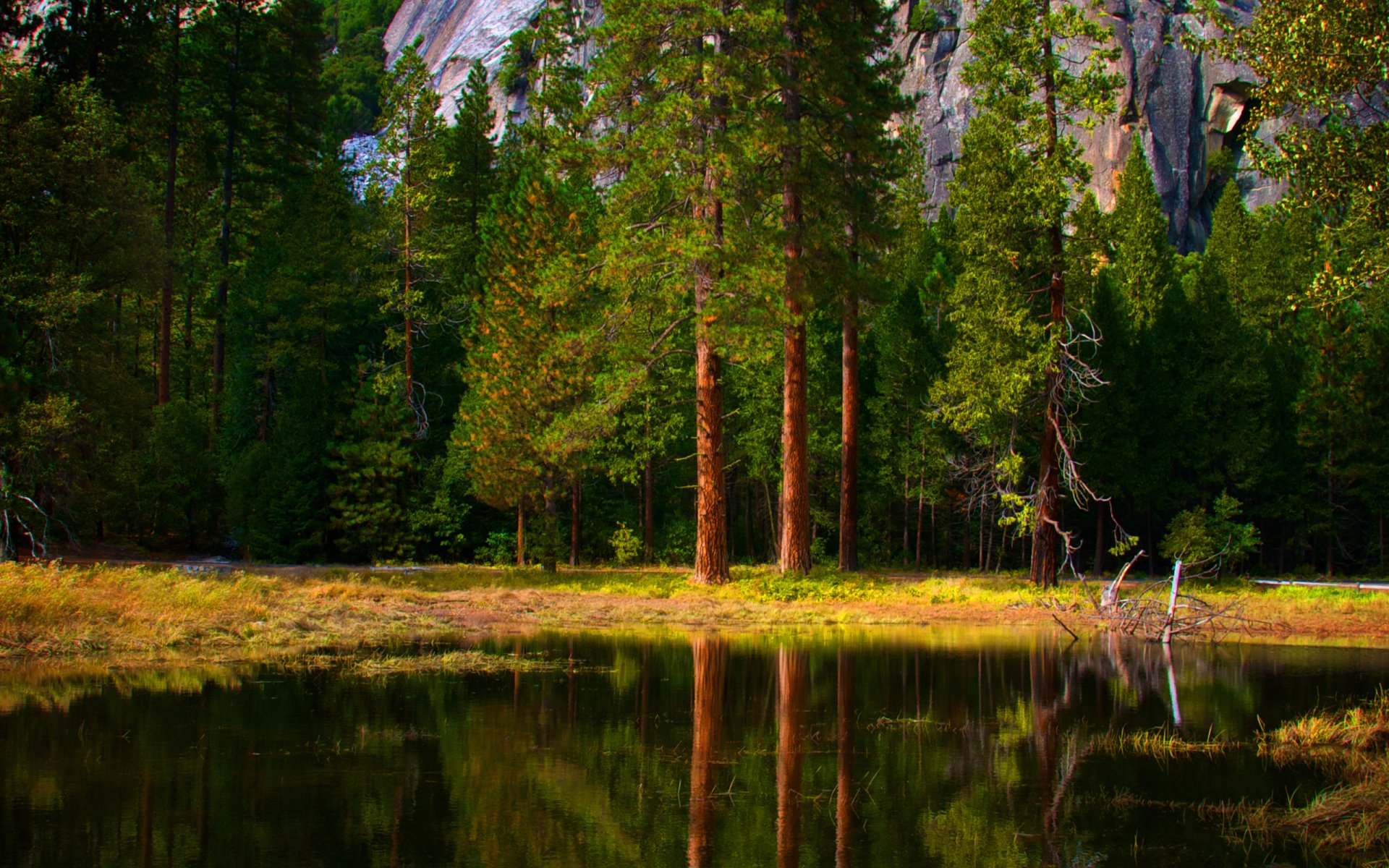 naturaleza bosques árboles árbol agua reflexión