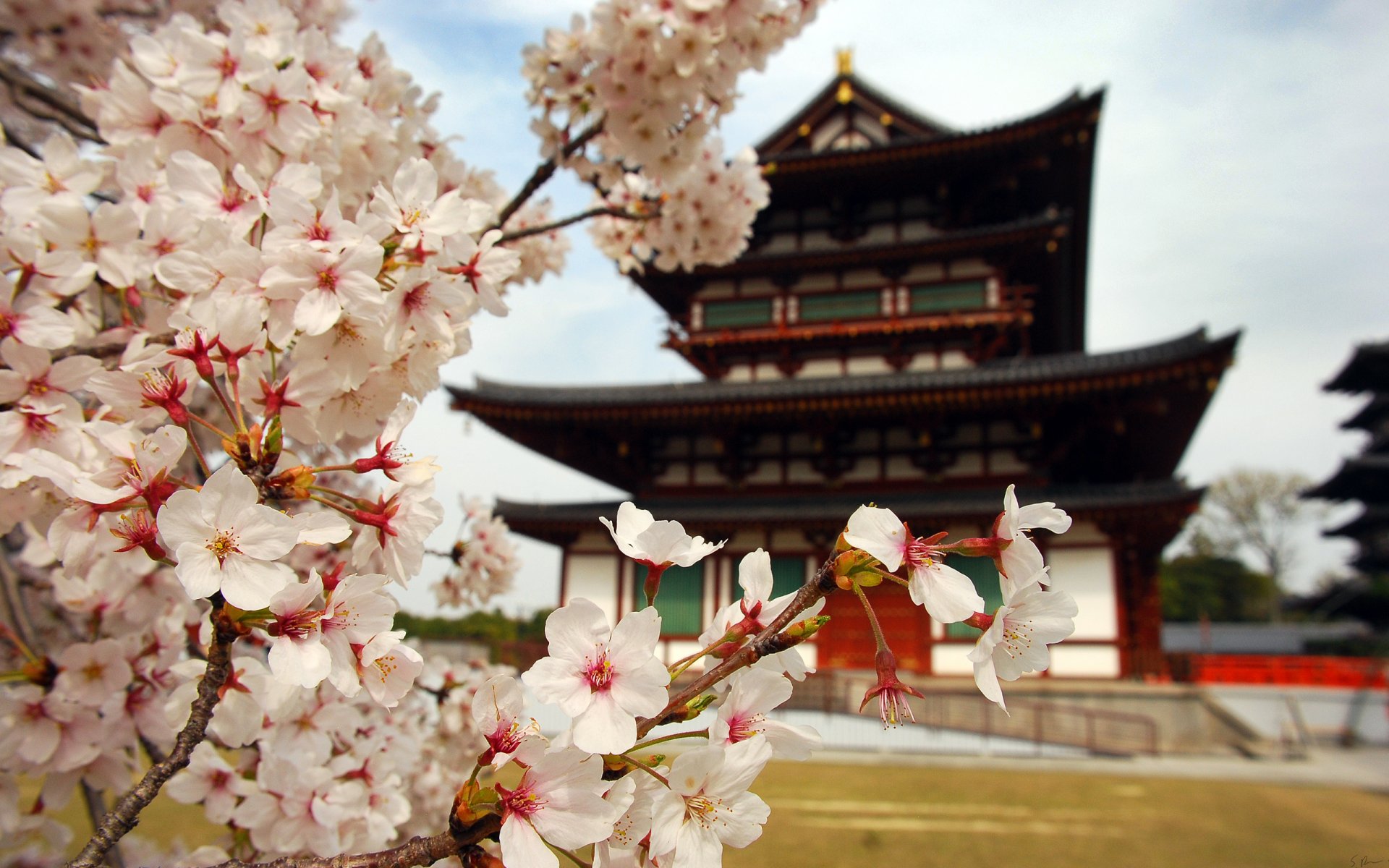 sakura fleurs pétales branches japon pagode maison nature