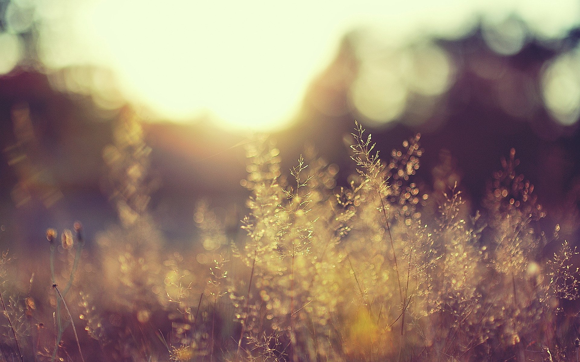 naturaleza plantas campo luz día sol