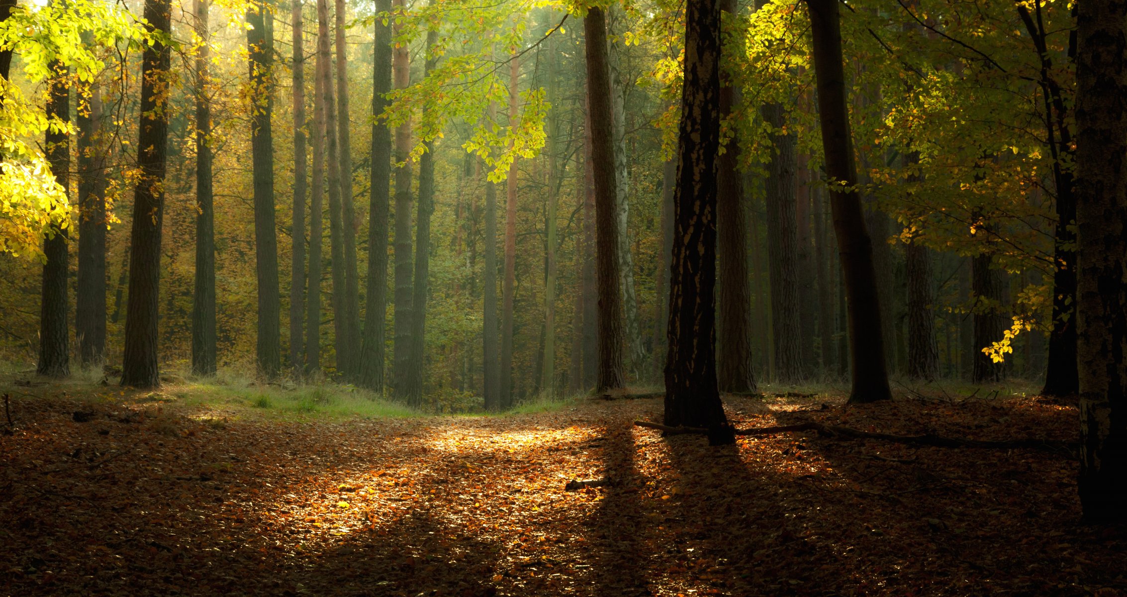 natura autunno foresta fogliame