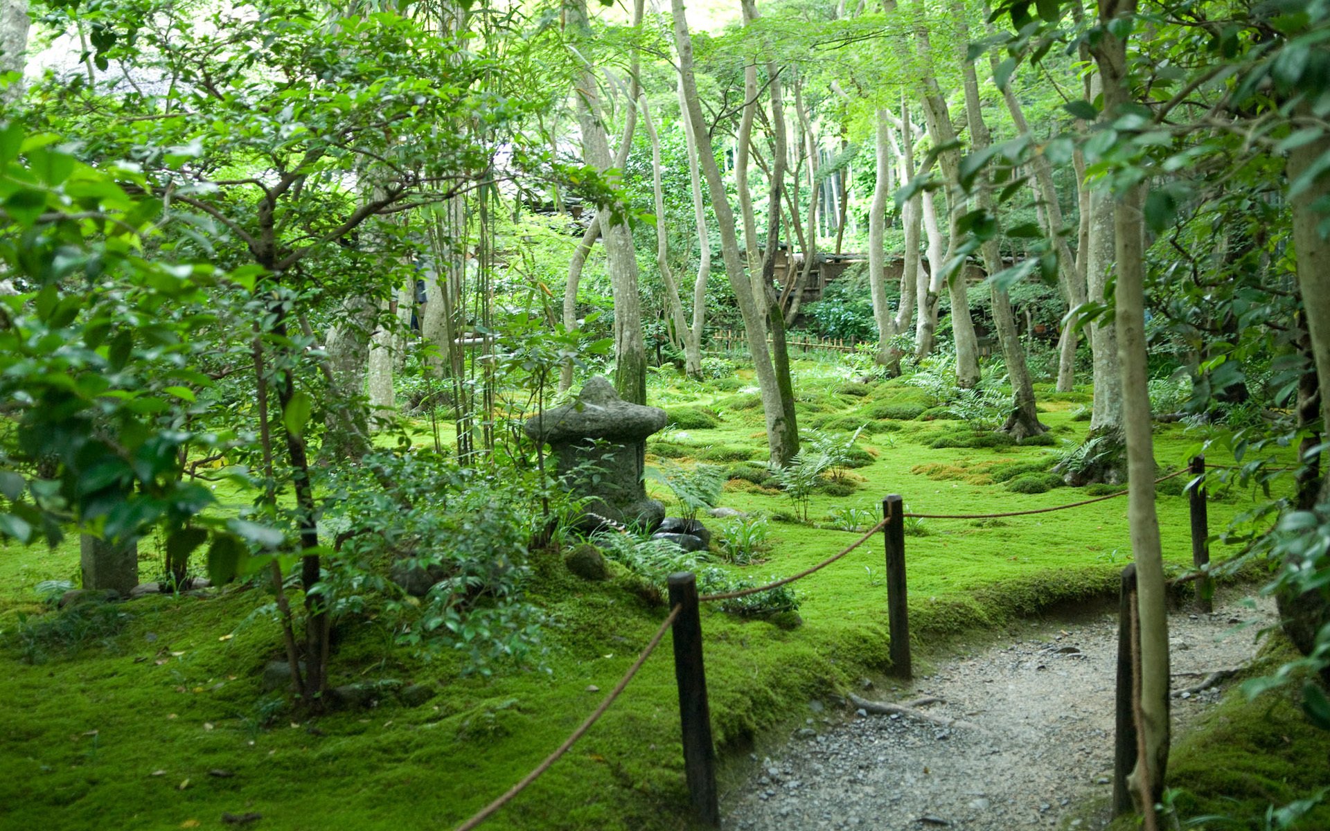 japonia ogród ścieżka lato drzewa