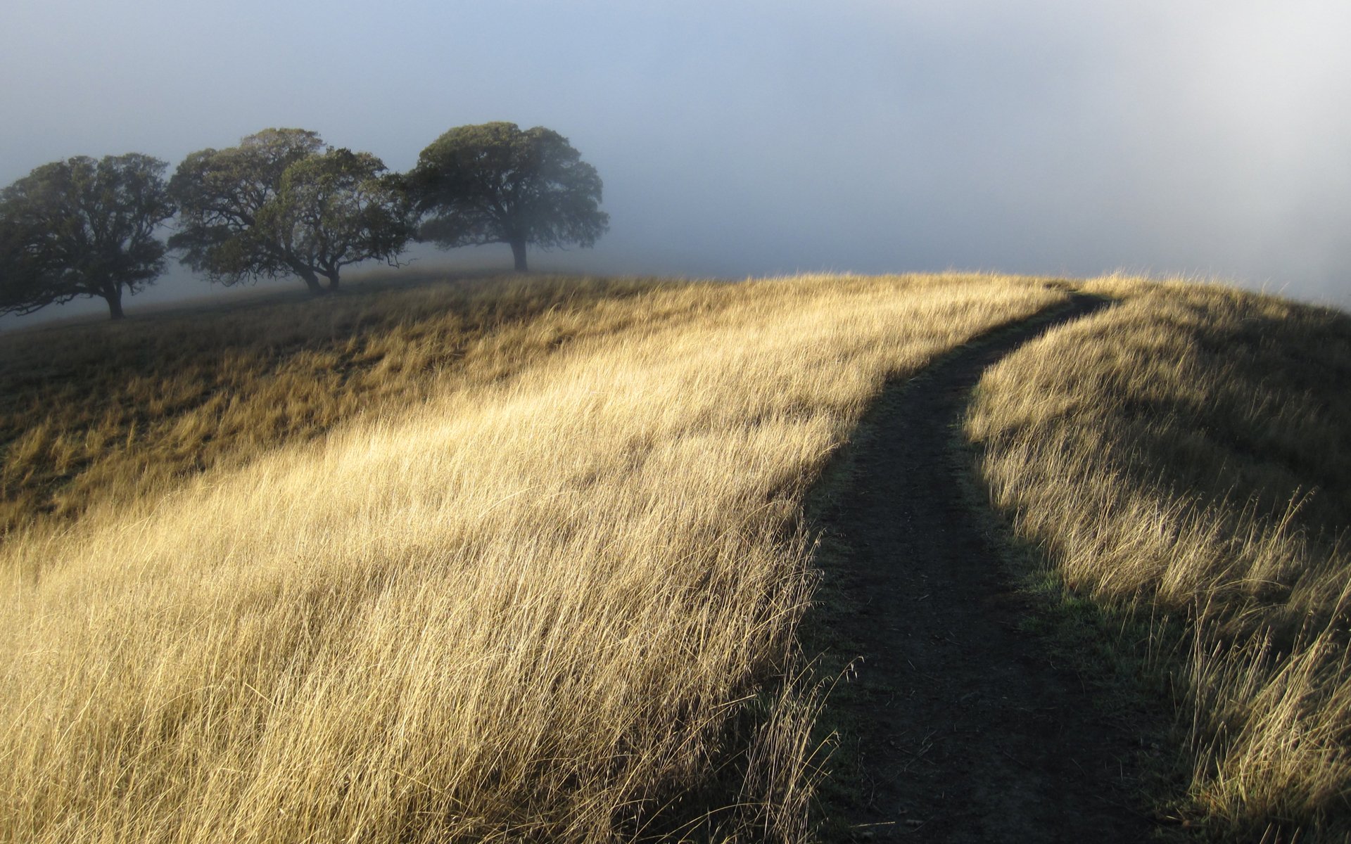 colina camino seco hierba árboles niebla