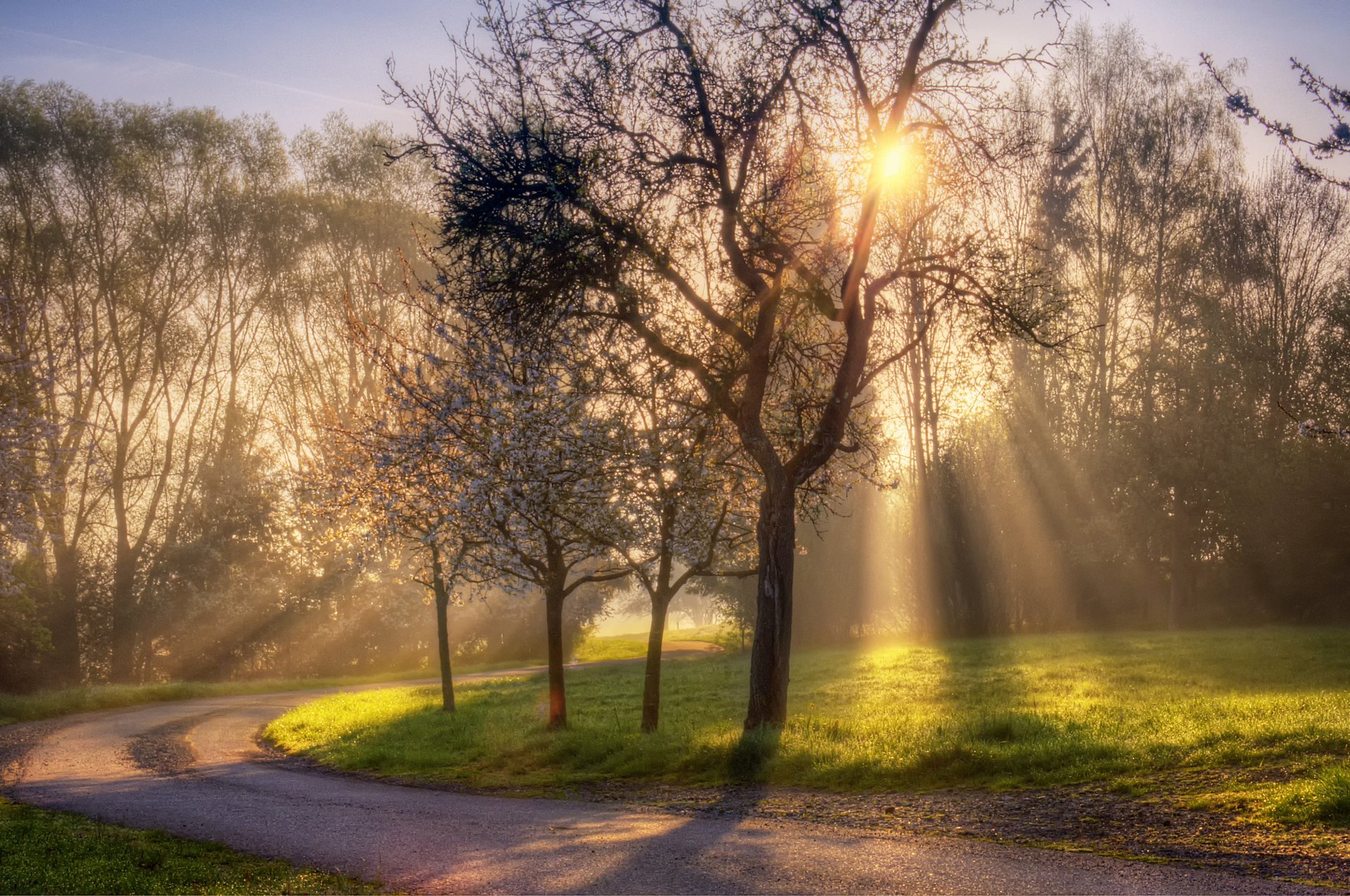 natur frühling sonne licht strahlen straße