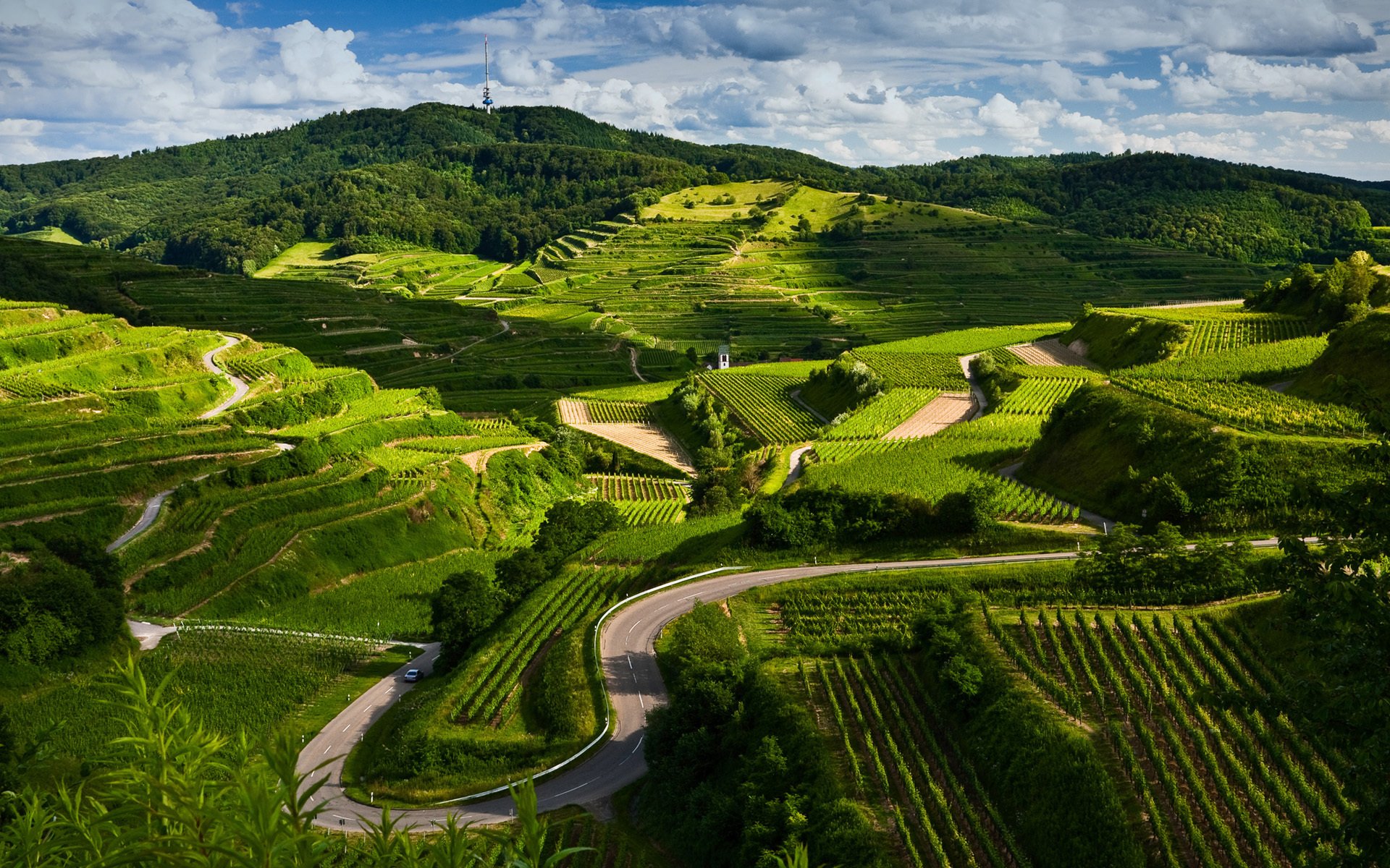 natura paesaggio vigneti strada campi vista