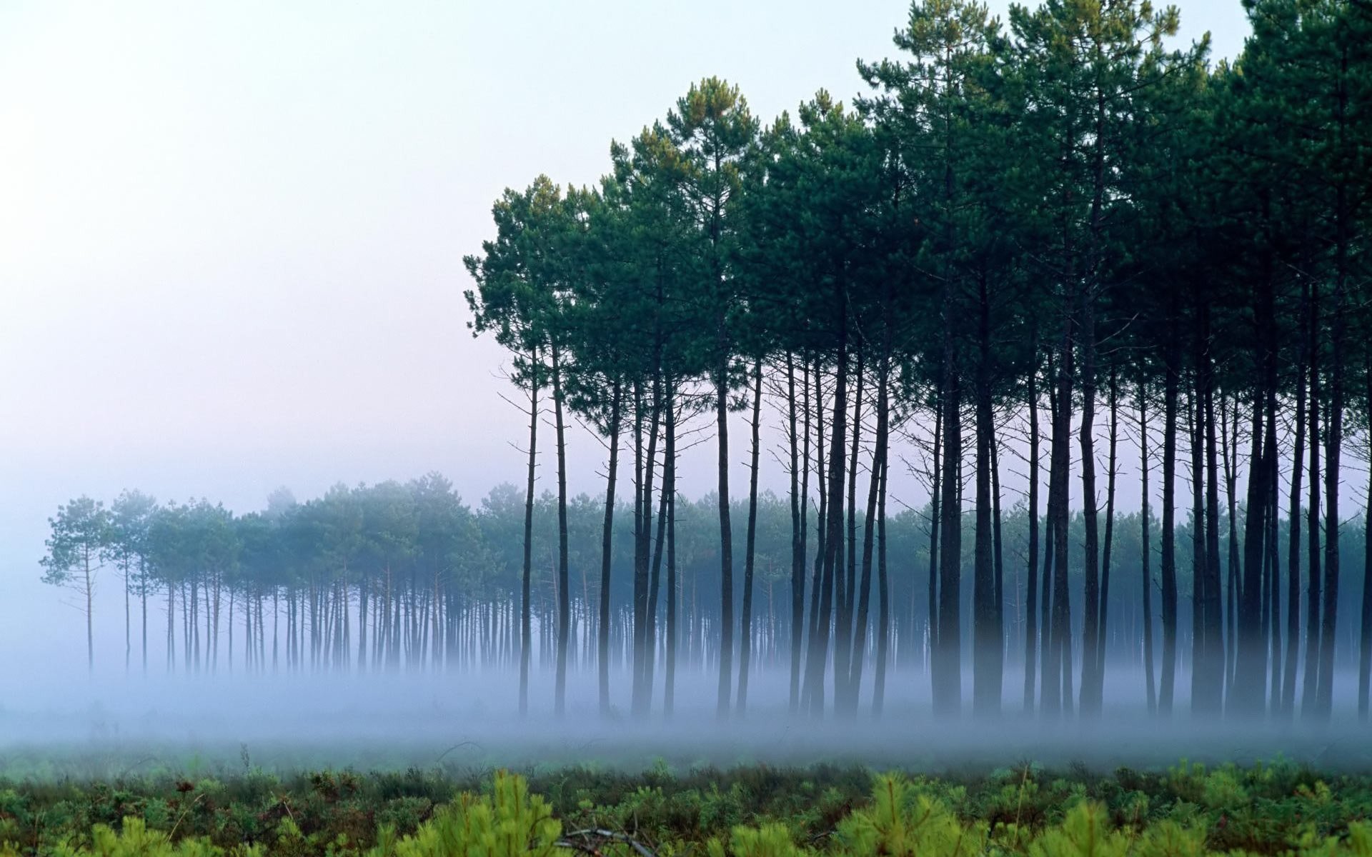 pini alberi nebbia alba paesaggio