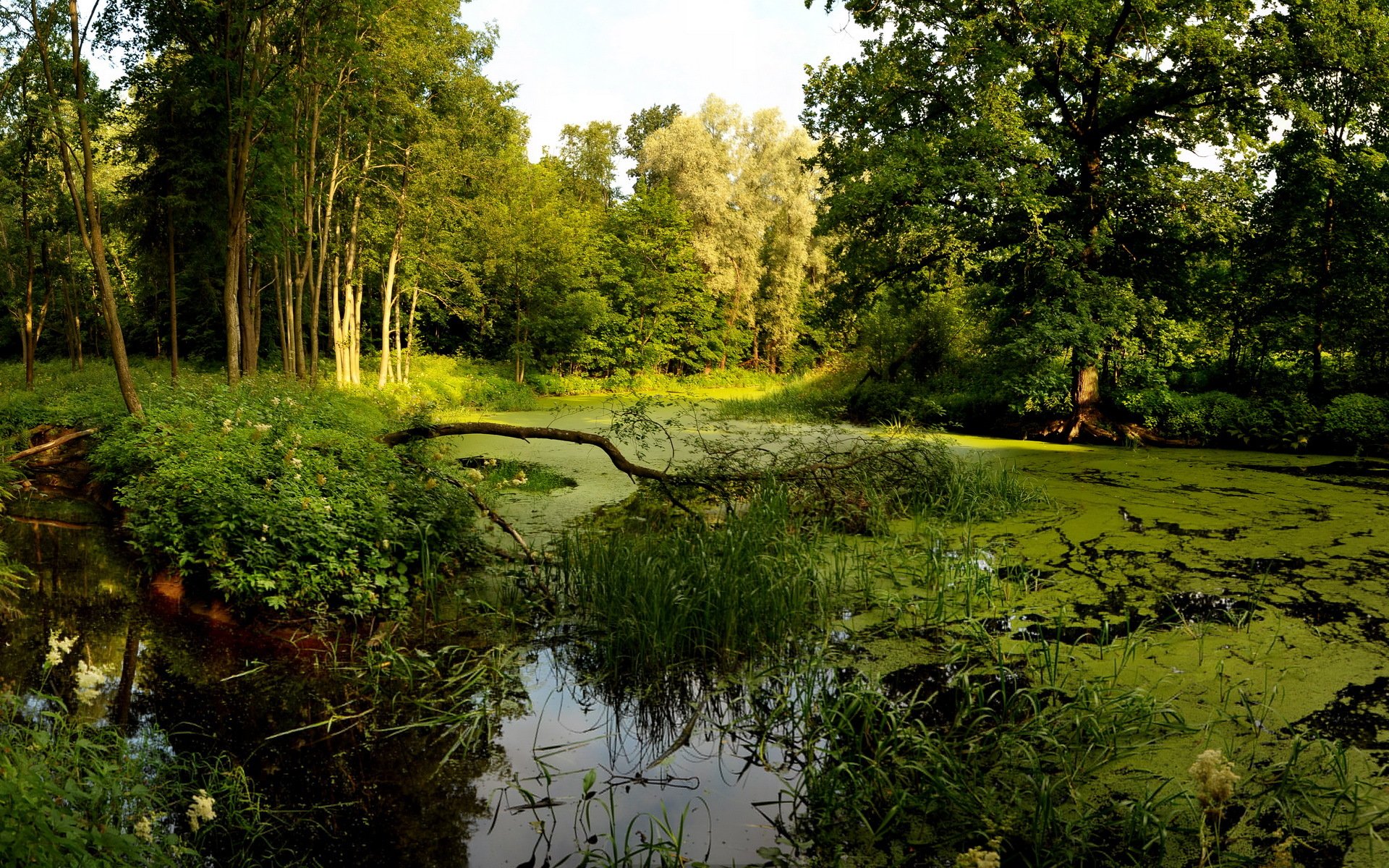 wald bäume sumpf