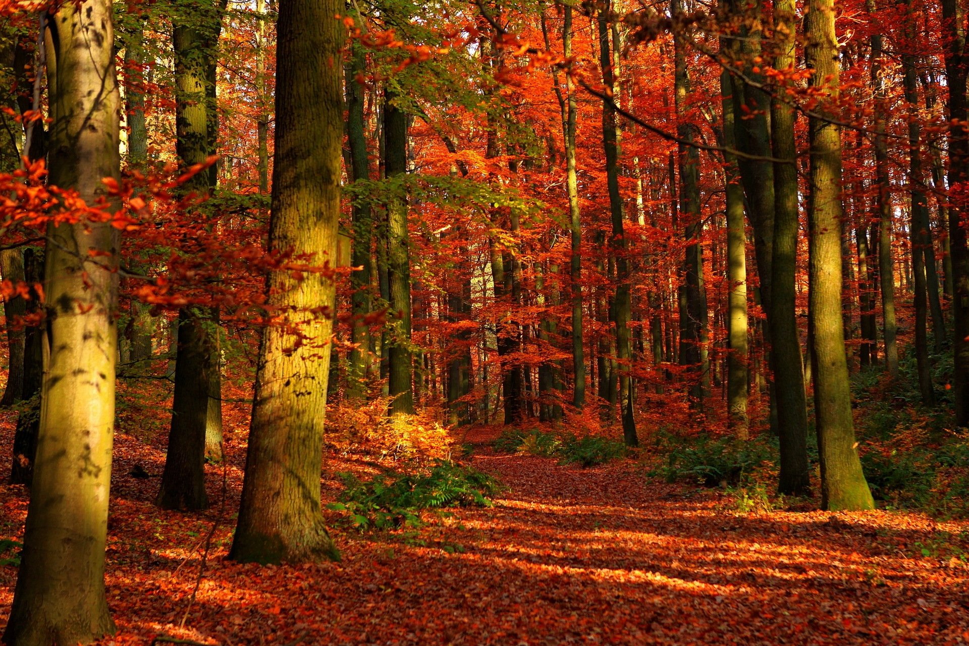 wald herbst bäume natur