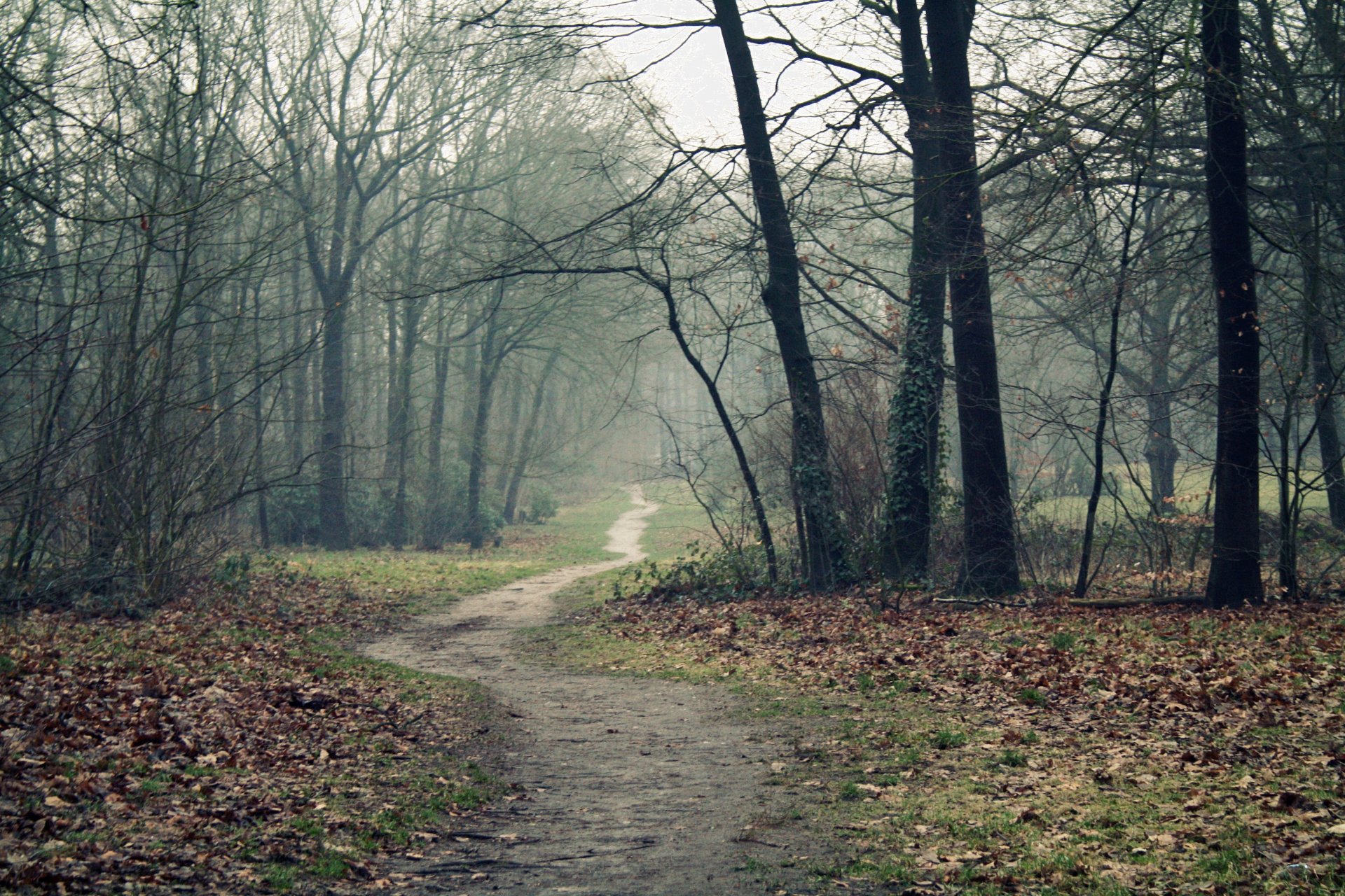 fog forest road path tree autumn