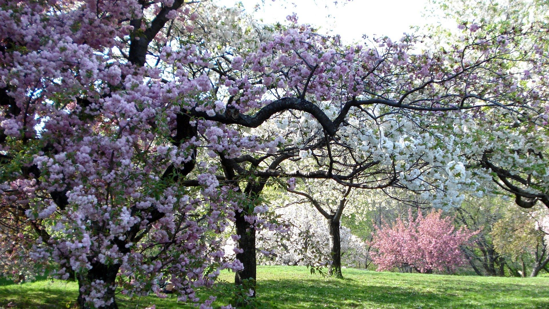 arbres couleur rose jardin printemps