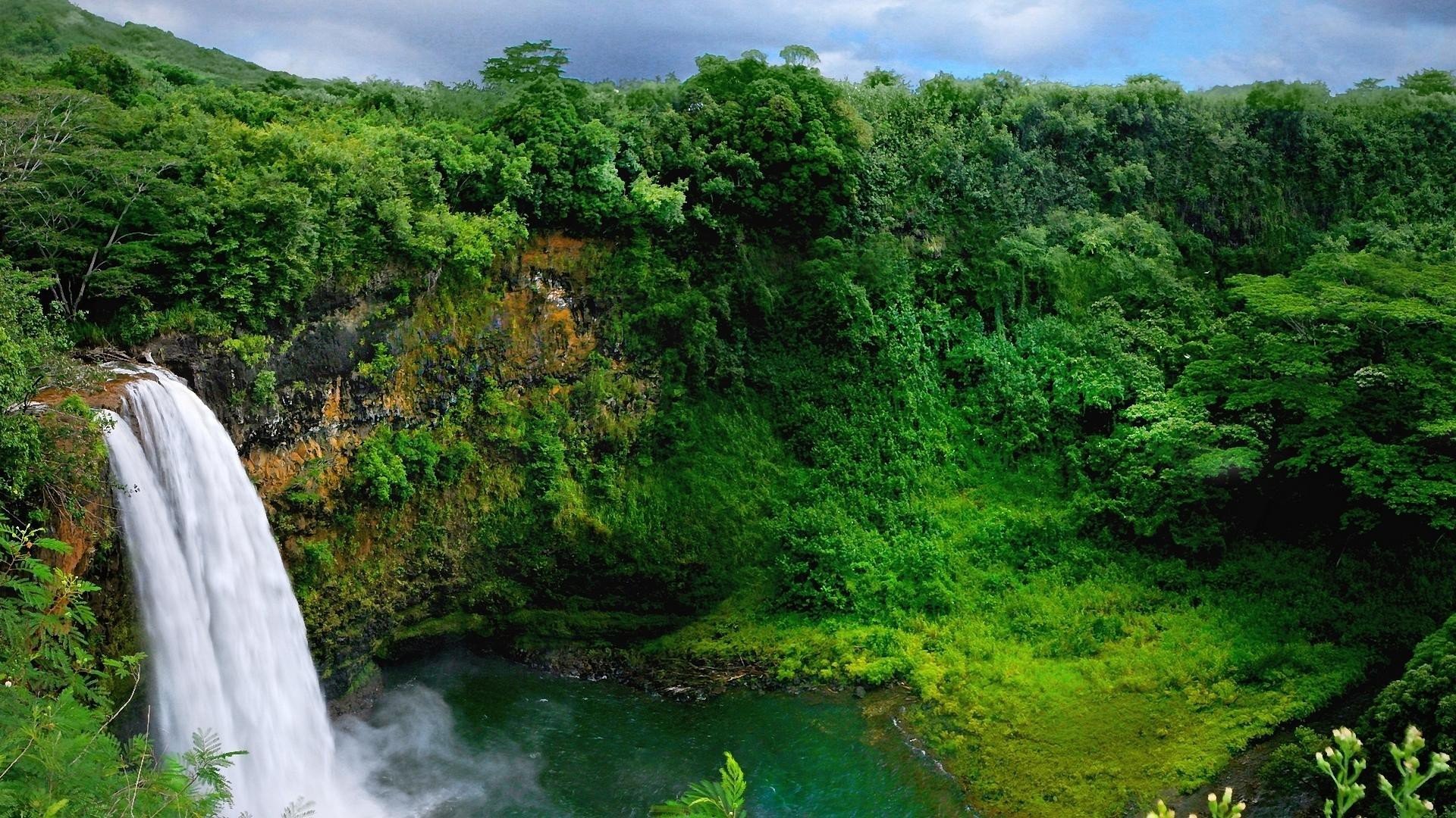 natur wald bäume pflanzen wasserfall