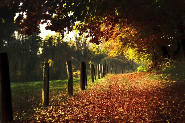 Un tapis à feuilles caduques d automne couvre une allée