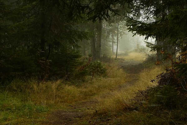 Wanderweg im Nebel im Herbstwald