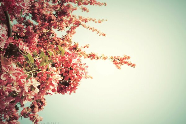 A blooming tree against the sky