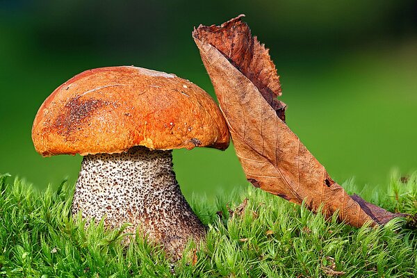 A huge mushroom in a green clearing