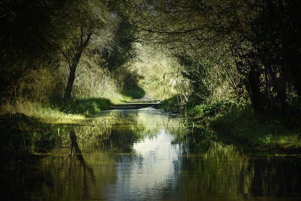 Trees in the shade over the river