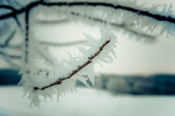 Une branche transformée en glace en hiver