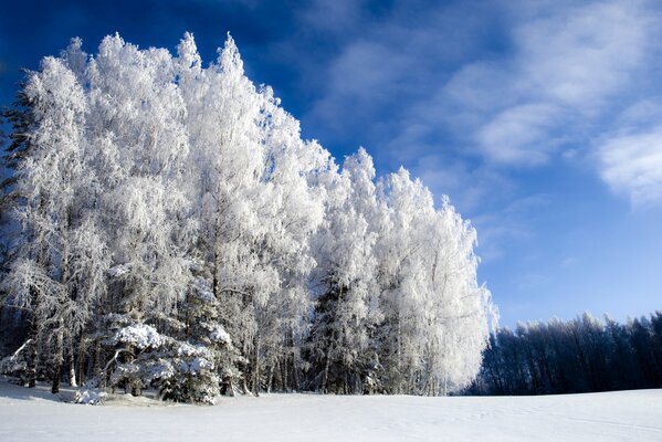 Frost an den Bäumen im Wald