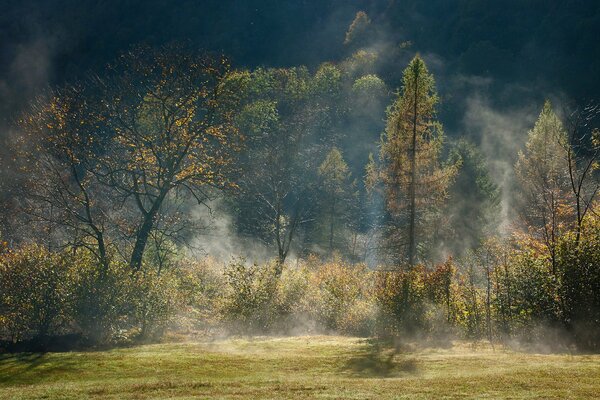 Vue de la forêt avec des arbres dans le brouillard