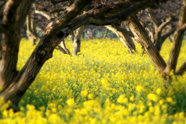 La belleza de la naturaleza del color de primavera