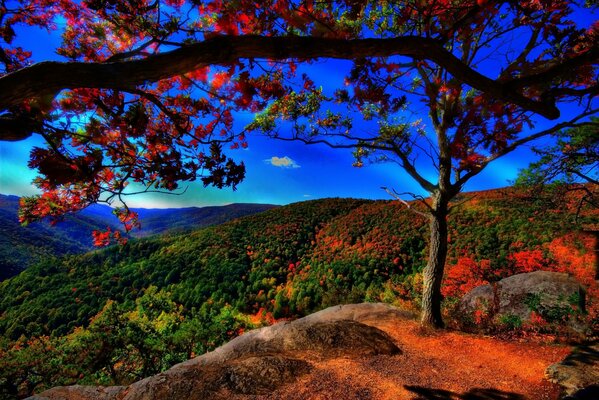 Paesaggio autunnale con alberi e vista sulle colline