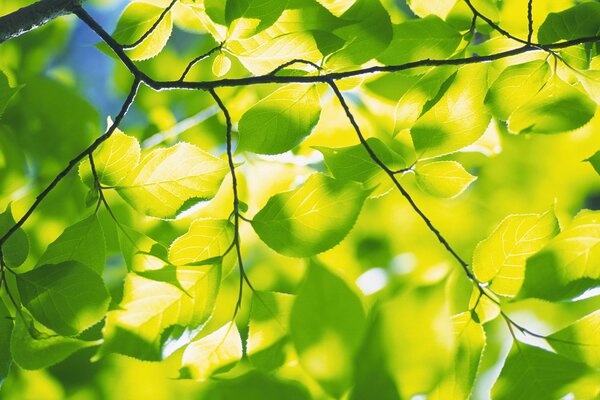 A ray of light in the leaves of a tree