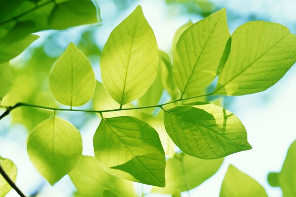 Macro shot of leaves in the light