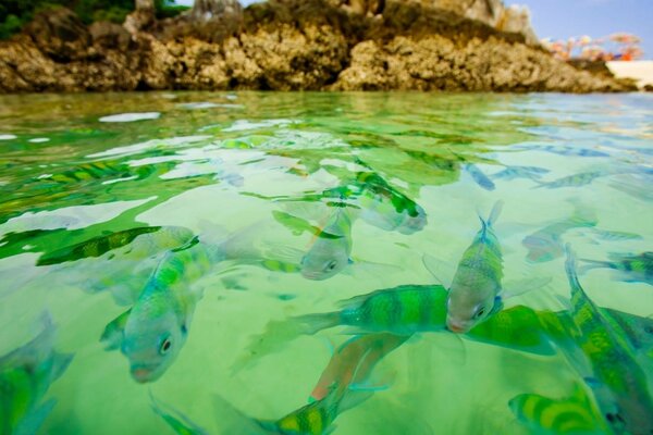 Pesci a strisce verdi in acqua limpida