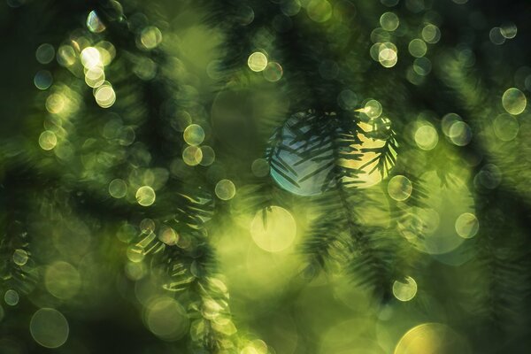 A spruce branch is visible among the bokeh