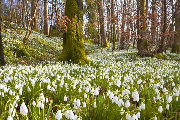 Les premiers perce-neige dans la forêt printanière