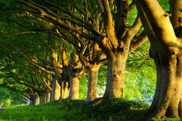 Callejón de poderosos árboles verdes