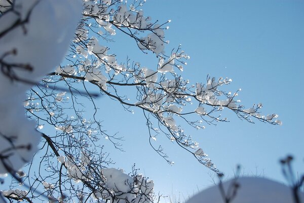 Gałęzie pod śniegiem zerkają w Zimowy dzień