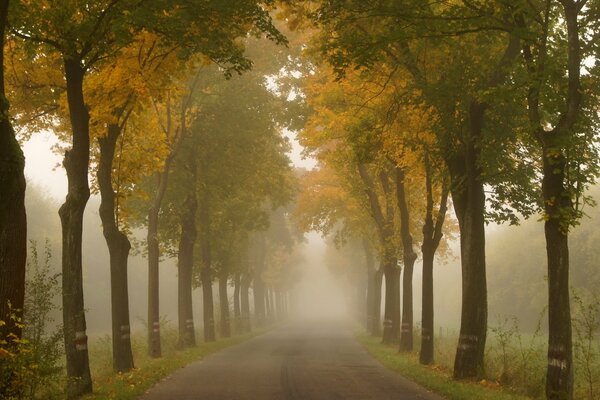 Autumn foggy alley in the park