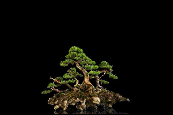 Árbol Bonsai sobre fondo negro