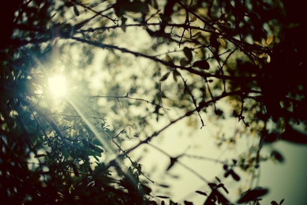 Promienie słońca przez gałęzie i liście drzewa