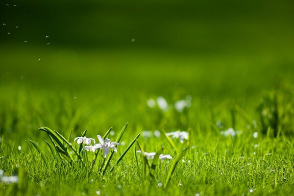 Weiße Blumen auf dem grünen Rasen