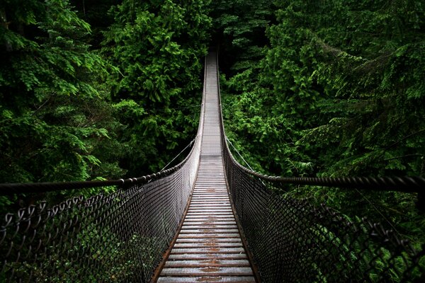 Nasse Brücke inmitten des grünen Waldes