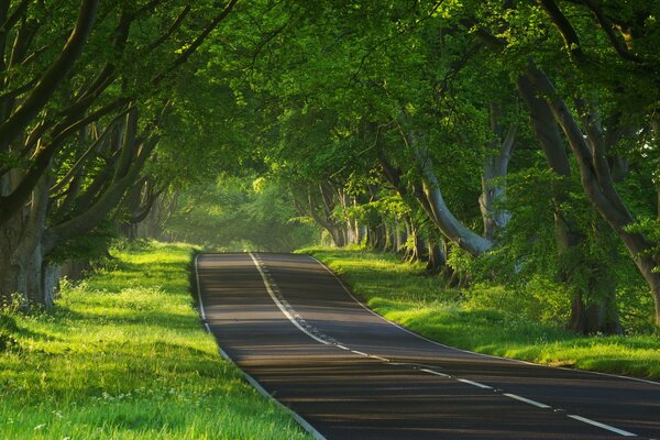 Une bande de route goudronnée qui court entre la verdure des puissants arbres