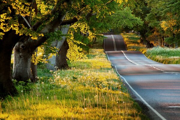 Route déserte avec des arbres sur le bord de la route