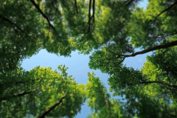 CIEL BLEU AVEC DES COURONNES D ARBRES