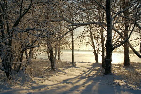 Inverno nevoso nella foresta nella neve alberi