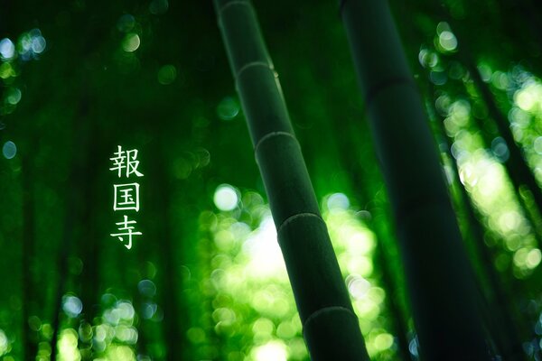 Inscription on a background of green bamboo