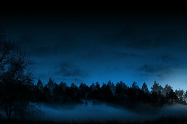 Night forest and blue sky