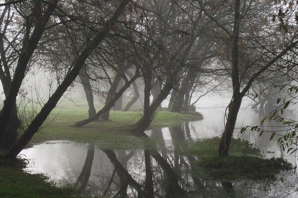 Autumn fog in the swamp