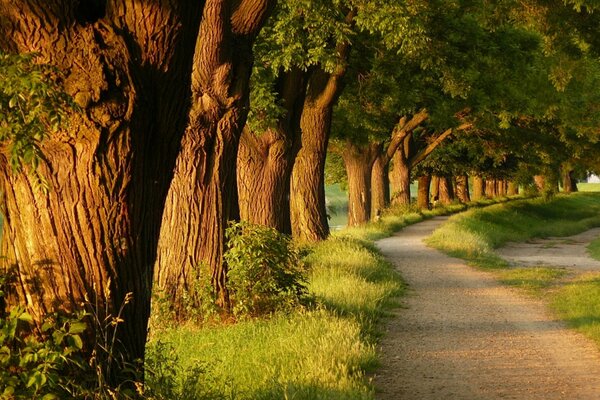 Allée d été parmi les arbres verts