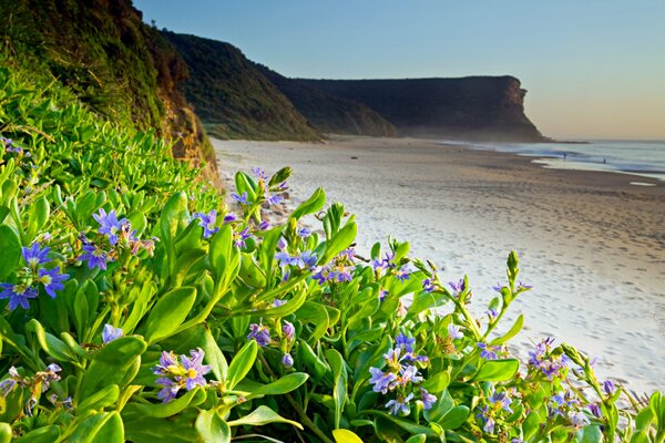 PLAGE DE MER AVEC DE PETITES FLEURS VIOLETTES