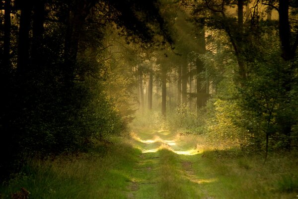 Die Straße im Wald wird von der Sonne beleuchtet