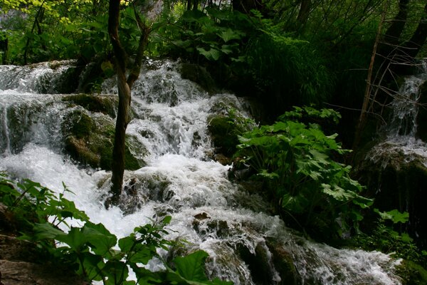 Ein stürmischer Gebirgsfluss inmitten des Grüns